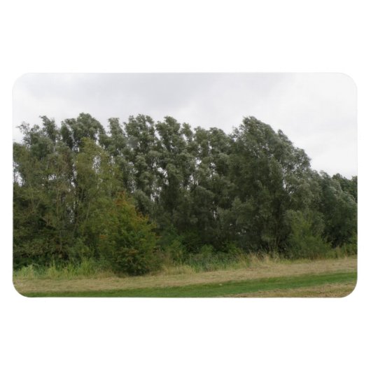 Linie der Leaning Bäume Landschaft Premium Magnet (Horizontal)