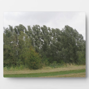 Linie der Trees Landscape Plaque Fotoplatte