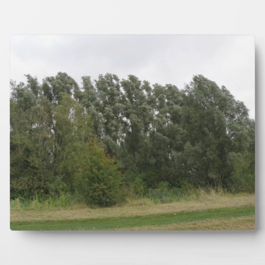 Linie der Trees Landscape Plaque Fotoplatte (Vorderseite)