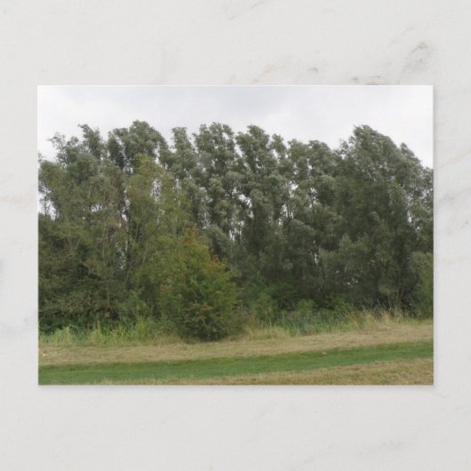 Linie der Vermietung Bäume Landschaft Postkarte (Vorderseite)