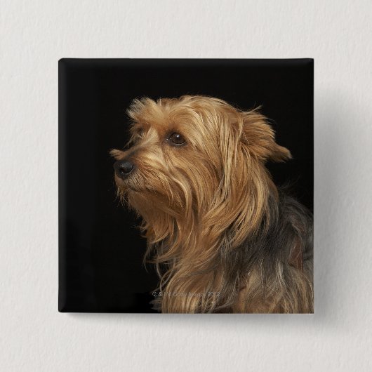 Links schwarz-braunes Yorkie-Profil Button (Vorderseite)