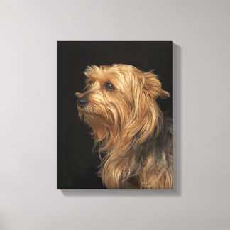 Links schwarz-braunes Yorkie-Profil Leinwanddruck