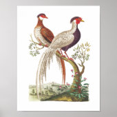 Linnaeus Birds - Chinesische Fasane Poster (Vorne)