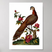 Linnaeus Birds - Chinesischer Pfauenpfeffer Poster (Vorne)