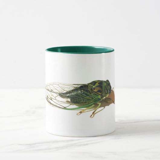 Linne's Cicada (Neotibicen linnei) Jährliche Tasse (Zentrum)