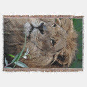 Lion20150805 Decke (Vorderseite)