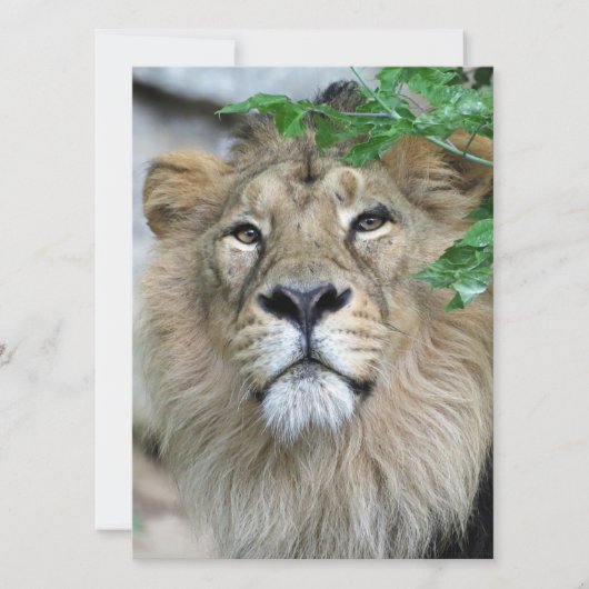 Lion 002 feiertagskarte (Vorderseite)