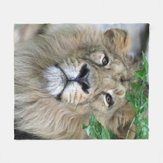Lion 002 fleecedecke (Vorderseite (Horizontal))