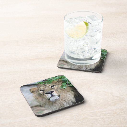 Lion 002 getränkeuntersetzer (Rechte Seite)