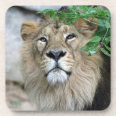 Lion 002 getränkeuntersetzer (Vorderseite)