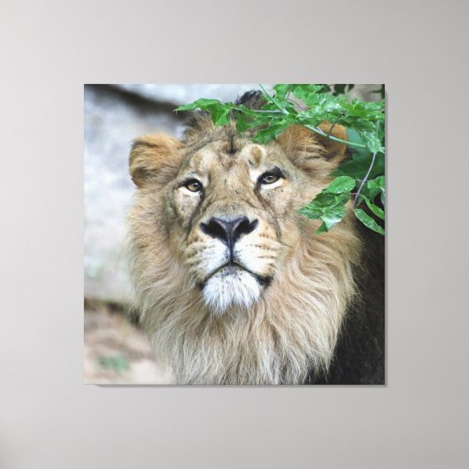 Lion 002 leinwanddruck (Vorderseite)