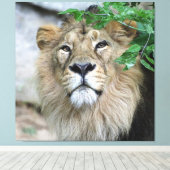 Lion 002 leinwanddruck (Insitu (Holzboden))