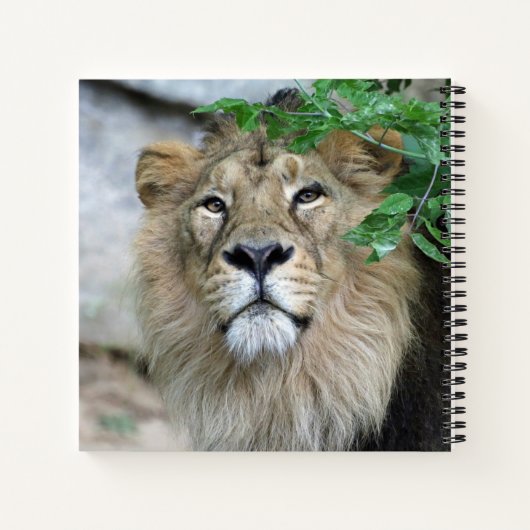 Lion 002 notizblock (Rückseite)