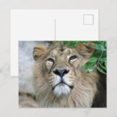 Lion 002 postkarte (Vorne/Hinten)