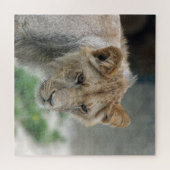 Lion 002 von JAMFoto Puzzle (Horizontal)