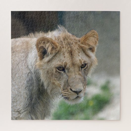 Lion 002 von JAMFoto Puzzle (Vertikal)
