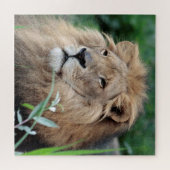 Lion 003 von JAMFoto Puzzle (Horizontal)