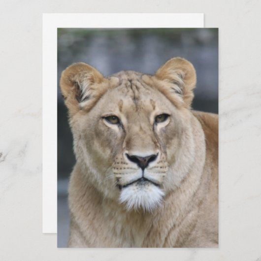 Lion 004 feiertagskarte (Vorne/Hinten)