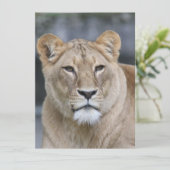 Lion 004 feiertagskarte (Stehend Vorderseite)