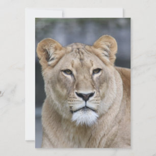 Lion 004 feiertagskarte