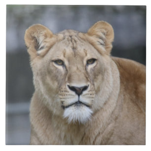 Lion 004 fliese