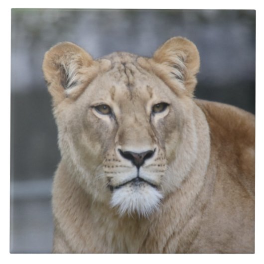 Lion 004 fliese (Vorderseite)