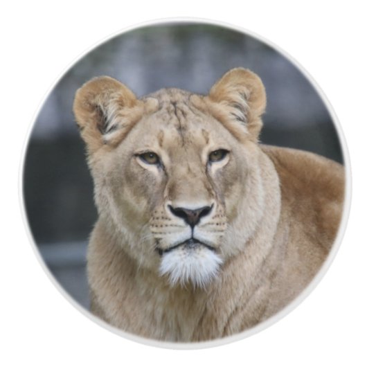 Lion 004 keramikknauf (Vorderseite)