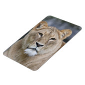 Lion 004 magnet (Linke Seite)
