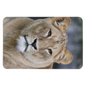 Lion 004 magnet (Horizontal)