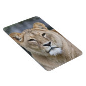 Lion 004 magnet (Rechte Seite)