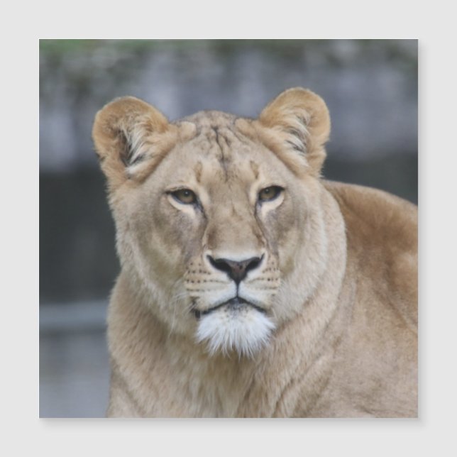 Lion 004 magnetkarte (Vorderseite)