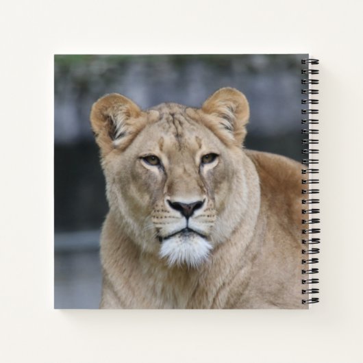 Lion 004 notizblock (Rückseite)