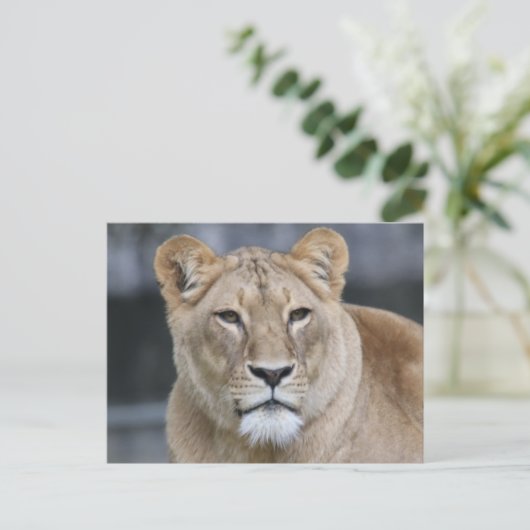 Lion 004 postkarte (Stehend Vorderseite)