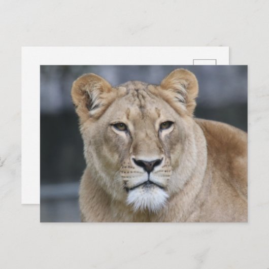 Lion 004 postkarte (Vorne/Hinten)