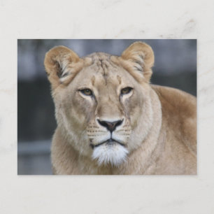 Lion 004 postkarte