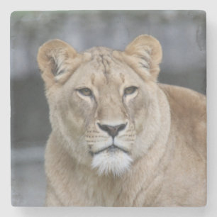 Lion 004 steinuntersetzer