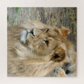 Lion 005 von JAMFoto Puzzle (Horizontal)