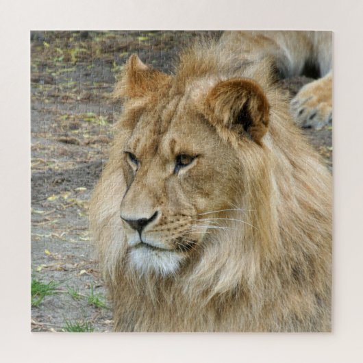 Lion 005 von JAMFoto Puzzle (Vertikal)