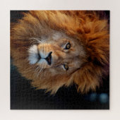Lion 010 von JAMFoto Puzzle (Horizontal)