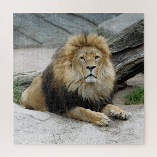 Lion 012 von JAMFoto Puzzle (Vertikal)