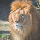 Lion 013 aufkleber (Vorderseite)