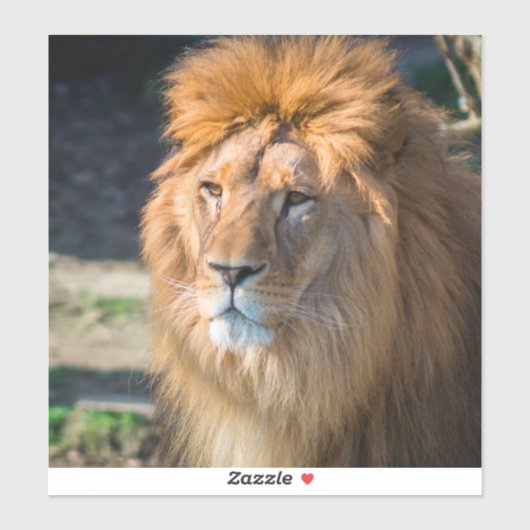 Lion 013 aufkleber (Blatt)