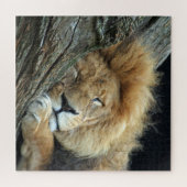 Lion 013 von JAMFoto Puzzle (Horizontal)