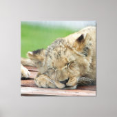 Lion 014 leinwanddruck (Vorderseite)