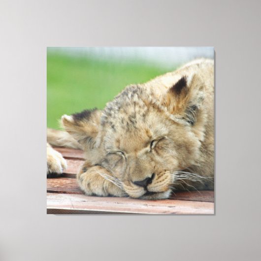 Lion 014 leinwanddruck (Vorderseite)