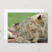 Lion 014 postkarte (Vorne/Hinten)