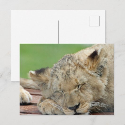 Lion 014 postkarte (Vorne/Hinten)