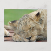 Lion 014 postkarte (Vorderseite)
