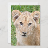 Lion 016 feiertagskarte (Vorderseite)