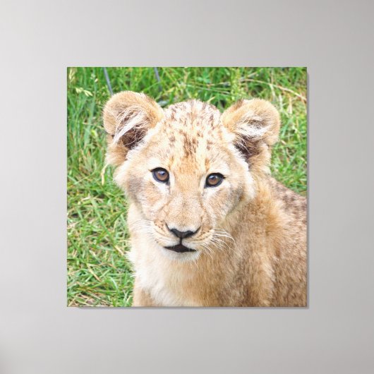 Lion 016 leinwanddruck (Vorderseite)